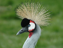 Crane